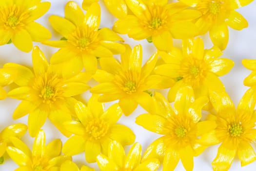A scattering of yellow spring flowers on a solid background