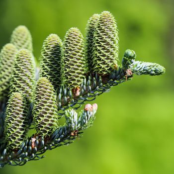 A branch of Korean fir with cones and raindrops in a spring garden on a blurred background