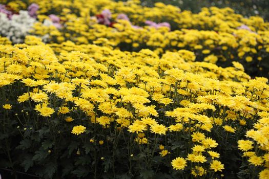 beautiful Chrysanthemum flower blooming in the garden