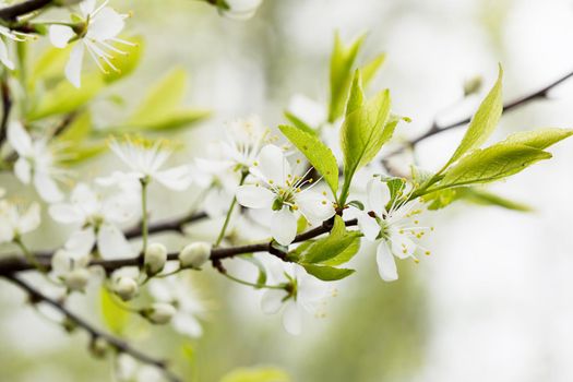 Defocused floral background with cherry blossoms on green leaves.