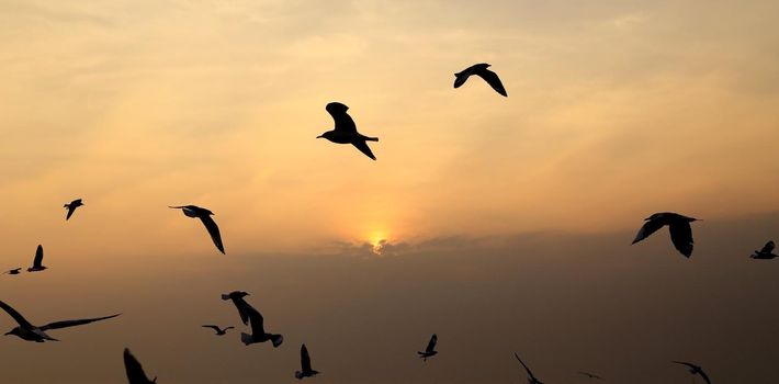 Seagull with sunset at Bang Pu beach, Thailand