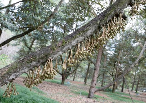 Durian flowers blooming on durian tree