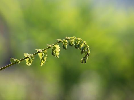 Young shoots with green nature background