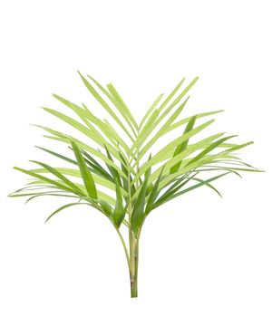 Young palm tree isolated on white background