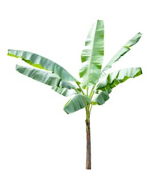 Banana tree isolated on white background