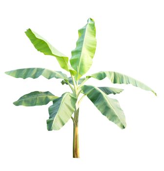 Banana tree isolated on white background