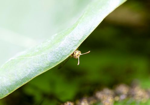 Wasp on green leaf with nest and family in background