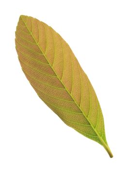 Green leaf isolated on white background