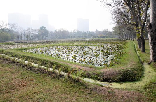 Lotus field in the park in a foggy day.