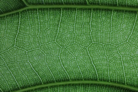 Close up image of green leaf texture or background