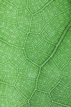 Ficus lyrate leaf texture as green natural background