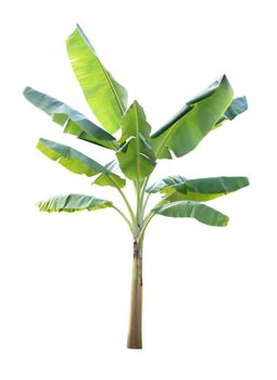 Banana tree isolated on white background