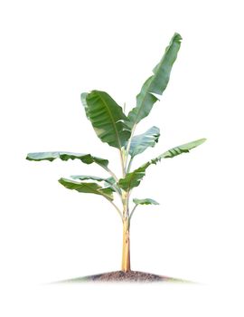 Banana tree isolated on white background