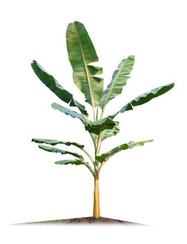 Banana tree isolated on white background