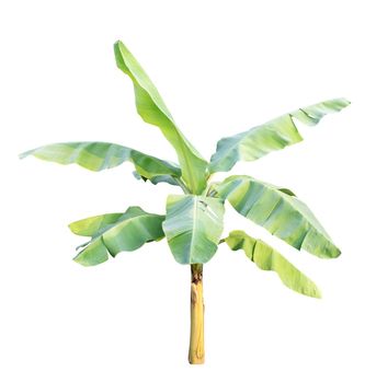 Banana tree isolated on white background