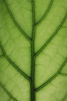 Close up image of green leaf texture or background