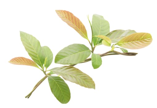 Young leaves isolated on white background