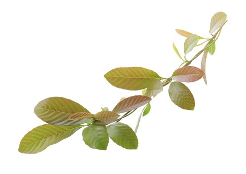 Young leaves isolated on white background