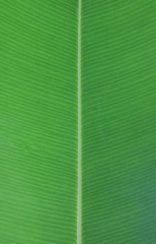 Green leaf texture or surface. Green leaf background.