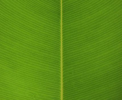 Green leaf texture or surface. Green leaf background.