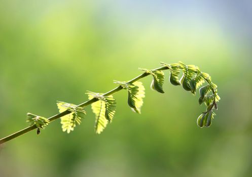 Young shoots with green nature background