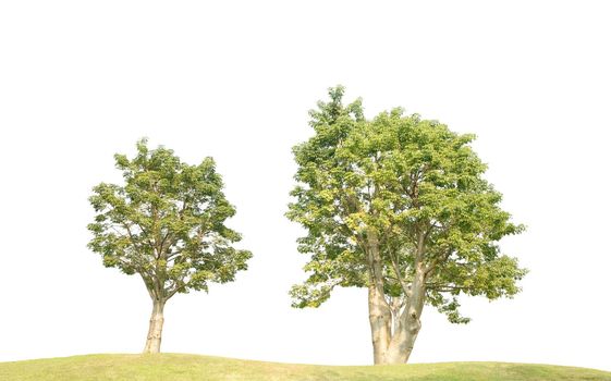 Green trees on green grass isolated on white background