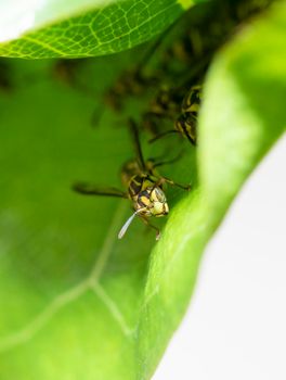 Wasp on green leaf with nest and family in background