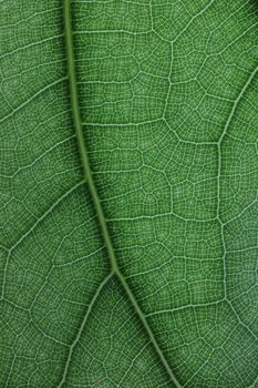 Close up image of green leaf texture or background