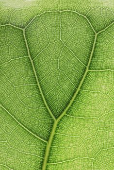 Ficus lyrate leaf texture as green natural background