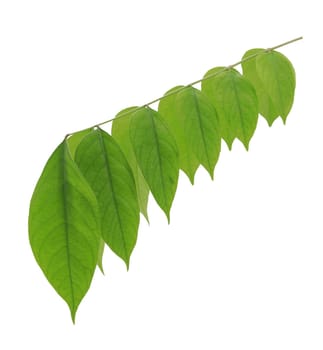 Green leaves isolated on white background