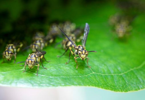 Wasp on green leaf with nest and family in background