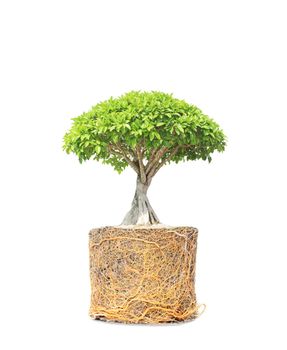 Banyan or ficus bonsai tree on roots isolated on white background