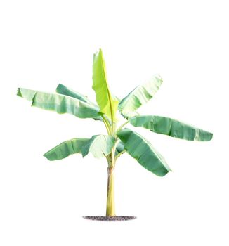 Green banana tree isolated on white background