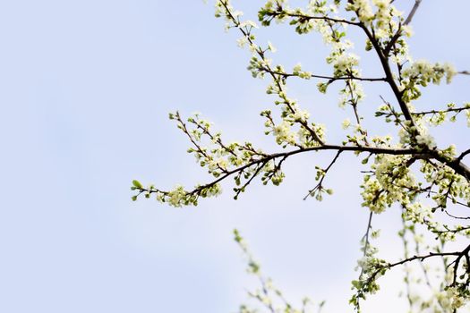 Defocused floral background with cherry blossoms against blue sky.