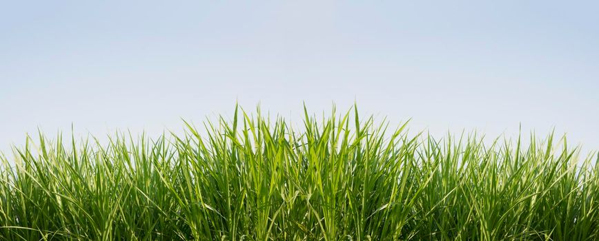 Green grass with blue sky background