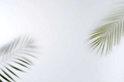 Summer palm tree branches save space. Minimal tropics contemporary concept blurred image.