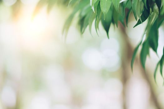 Green toned blurred nature bokeh public park with several trees backgound.