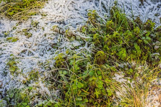 Long grass covered with the first autumn snow.