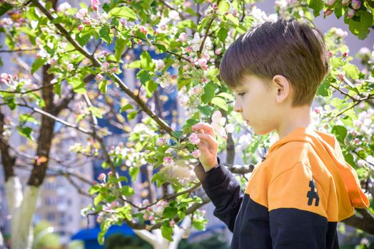 The boy at the apple blossom in the spring garden.