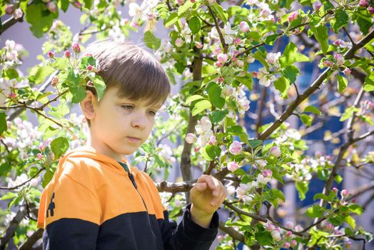 The boy at the apple blossom in the spring garden.