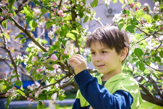 The boy at the apple blossom in the spring garden.