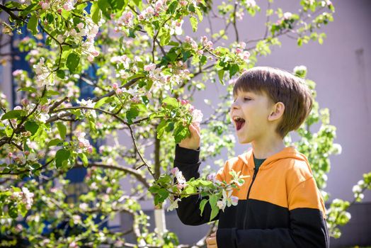 The boy at the apple blossom in the spring garden.