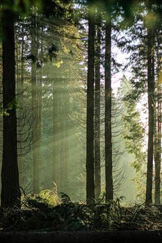 sunbeams passing through the leafy vegetation of a green forest