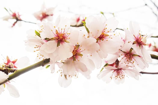 Blooming tree in spring. Fresh pink flowers on branch of fruit tree. Selective focus.nature