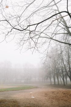 mysterious scene of autumn nature in the foggy morning. High quality photo