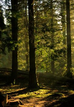 sunbeams passing through the leafy vegetation of a green forest