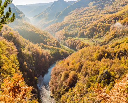 Mountain river Tara and forest in Montenegro. Travel around Montenegro concept.