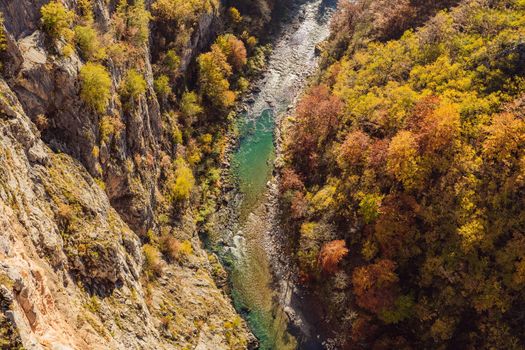 Mountain river Tara and forest in Montenegro. Travel around Montenegro concept.