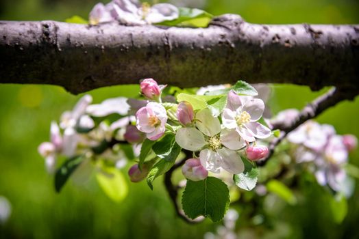Closeup blossoming tree brunch with white flowers. Flowering of apple trees. Beautiful blooming apple tree branch. Close up of apple flowers.