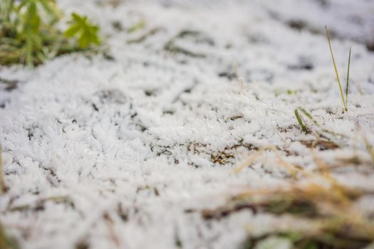 Long grass covered with the first autumn snow.